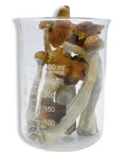 Blue Meanie Magic Mushrooms